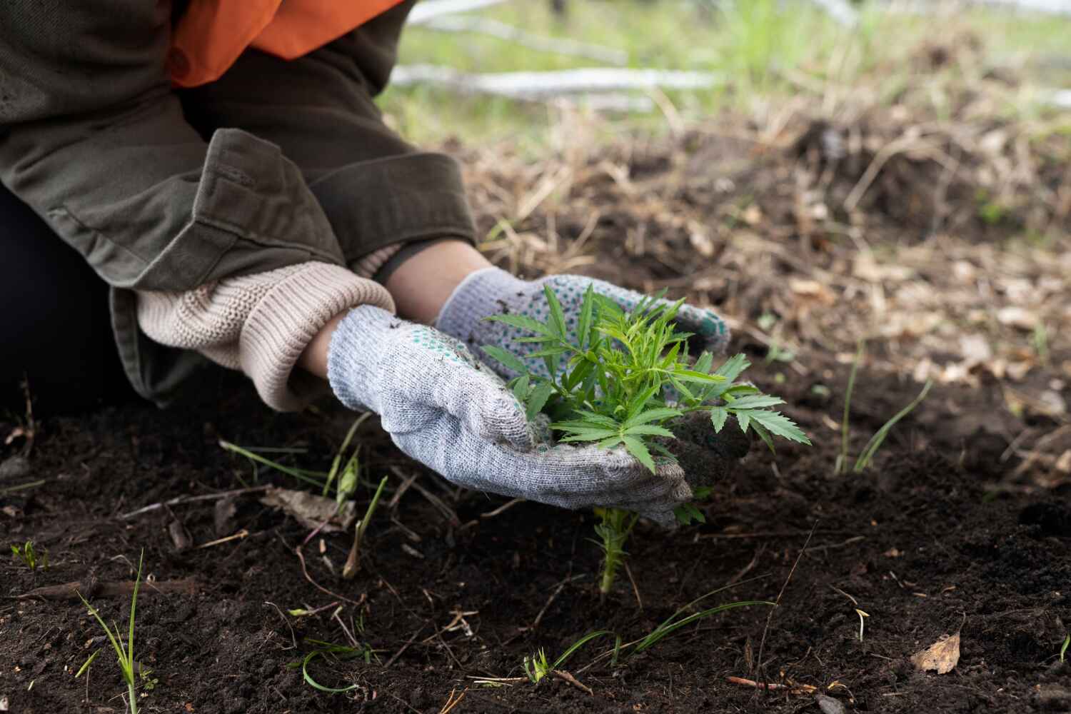 Professional Tree Service in Asbury Lake, FL